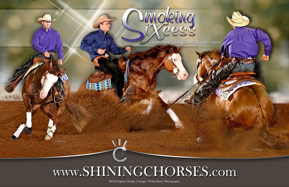 Smoking Sixcess - AQHA & APHA red dun splash white stallion